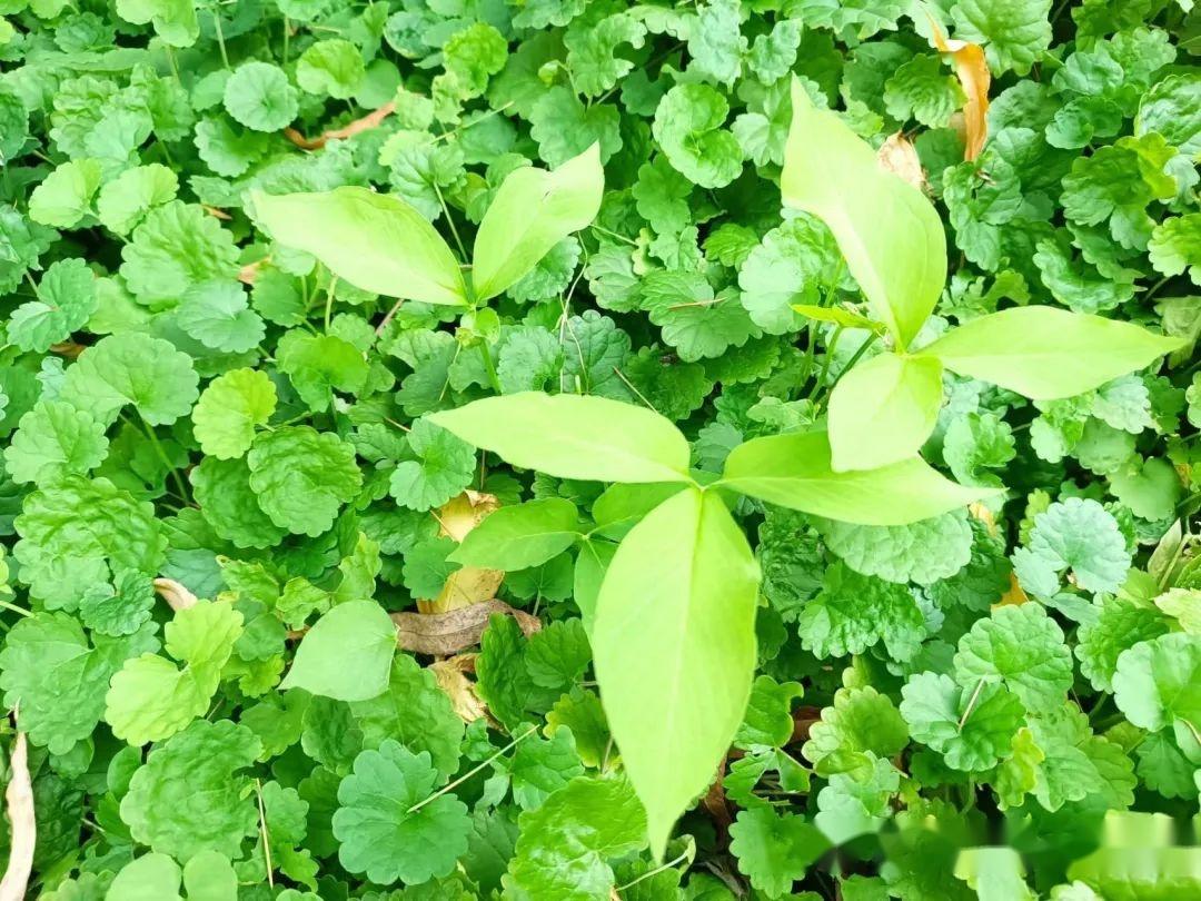 从植物，药材到药效，说说天南星和半夏，有啥不一样？ - 知乎