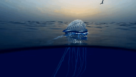 世界上最恐怖的水母图片（深海最吓人的一张照片）