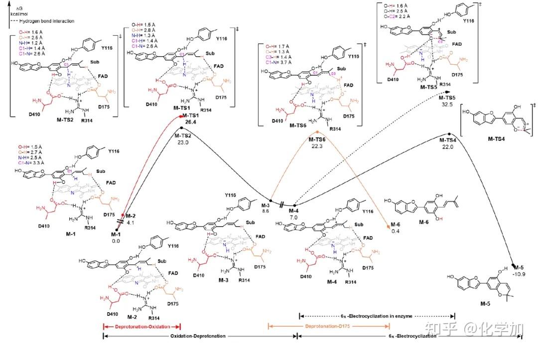 PNAS | 雷晓光团队与合作者揭示植物中类BBE酶催化氧化反应路径选择性的分子机制 - 知乎