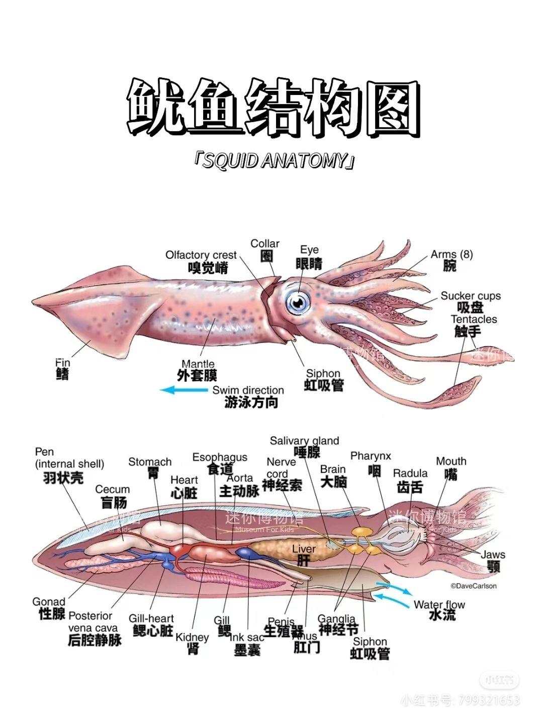 鱿鱼的内脏解剖图图片