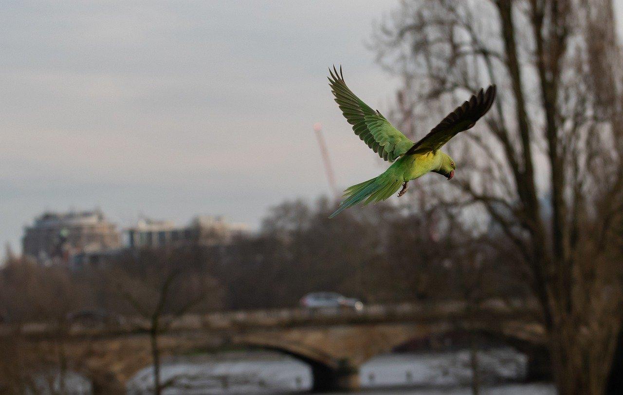 2. 雌性羽毛普通