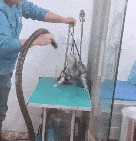 动图封面