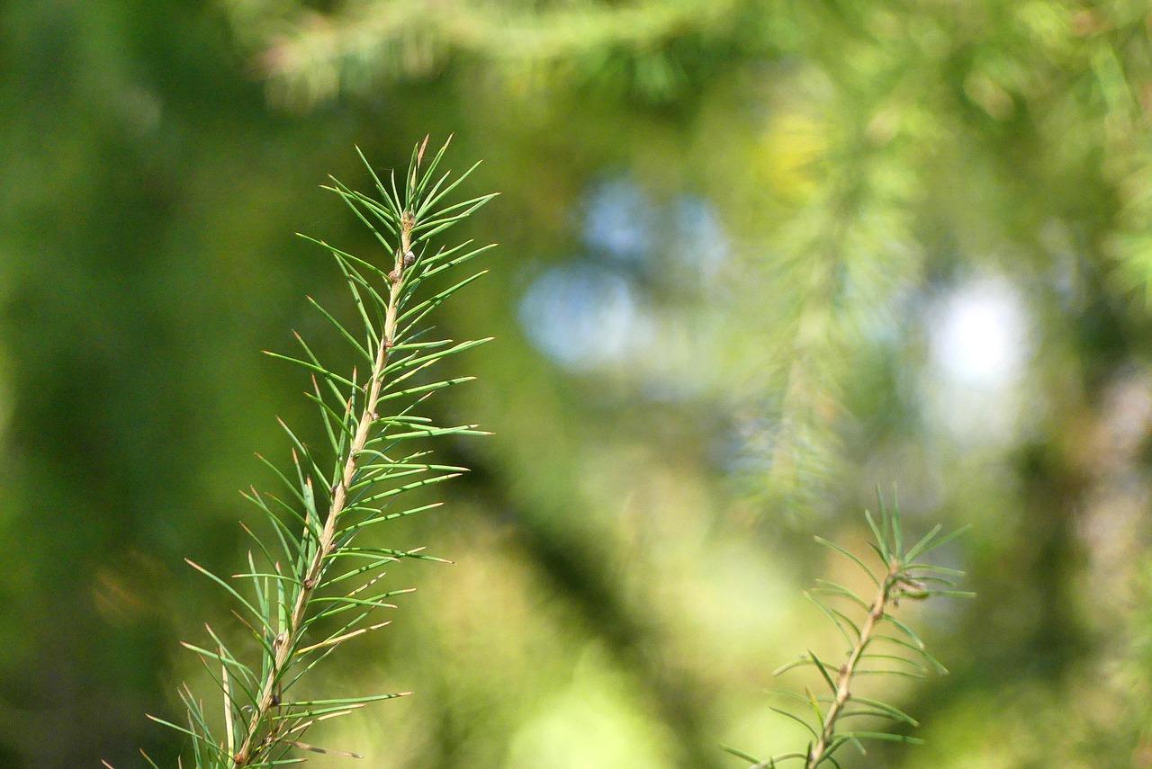 4. 绿化环境展示