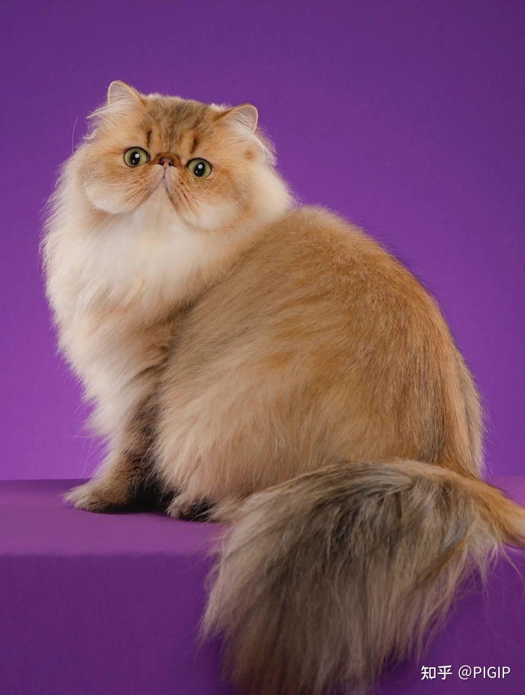 长毛猫有哪些品种? - 知乎