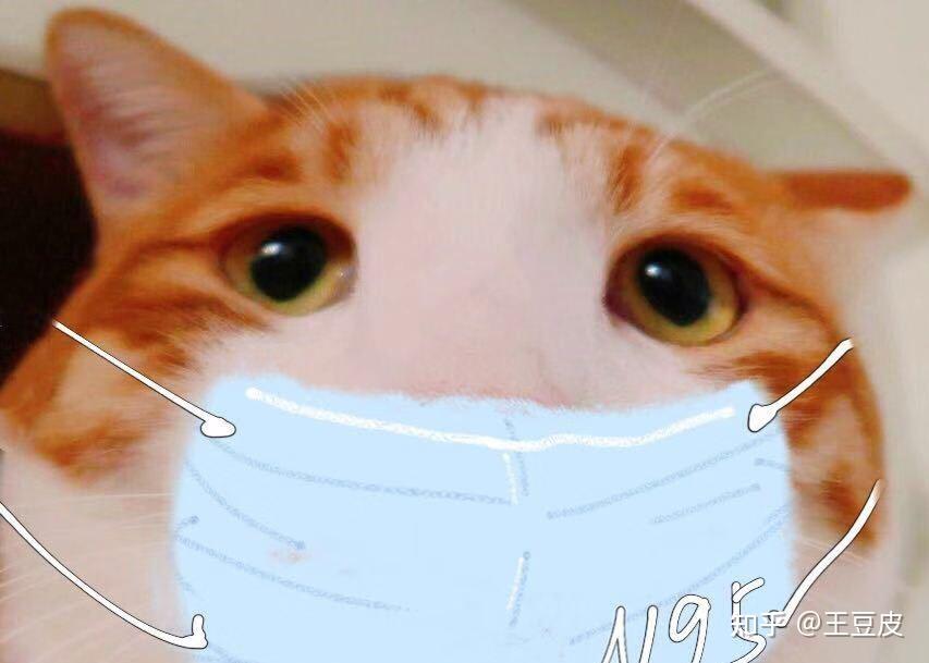 猫砂多久换一次 材料 微生物和猫行为 知乎