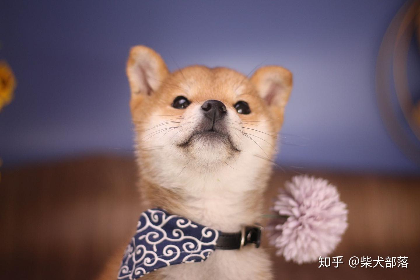 广州柴犬价格贵吗？柴犬价格是由什么决定的？ - 知乎