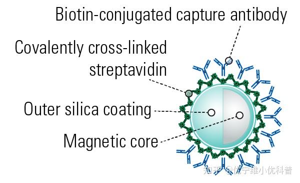 Exoflow 重磅消息!优宁维正式代理SBI,外泌体研究全面解决方案闪亮登场 - 知乎