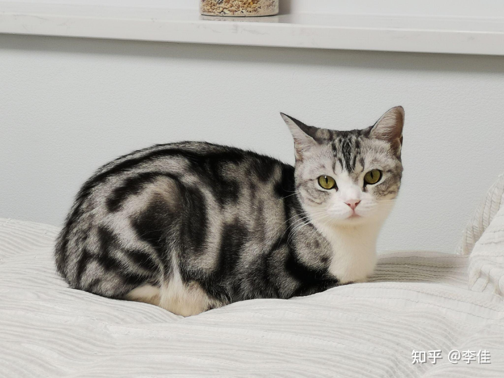 请问下这只美短棕虎斑加白如何?