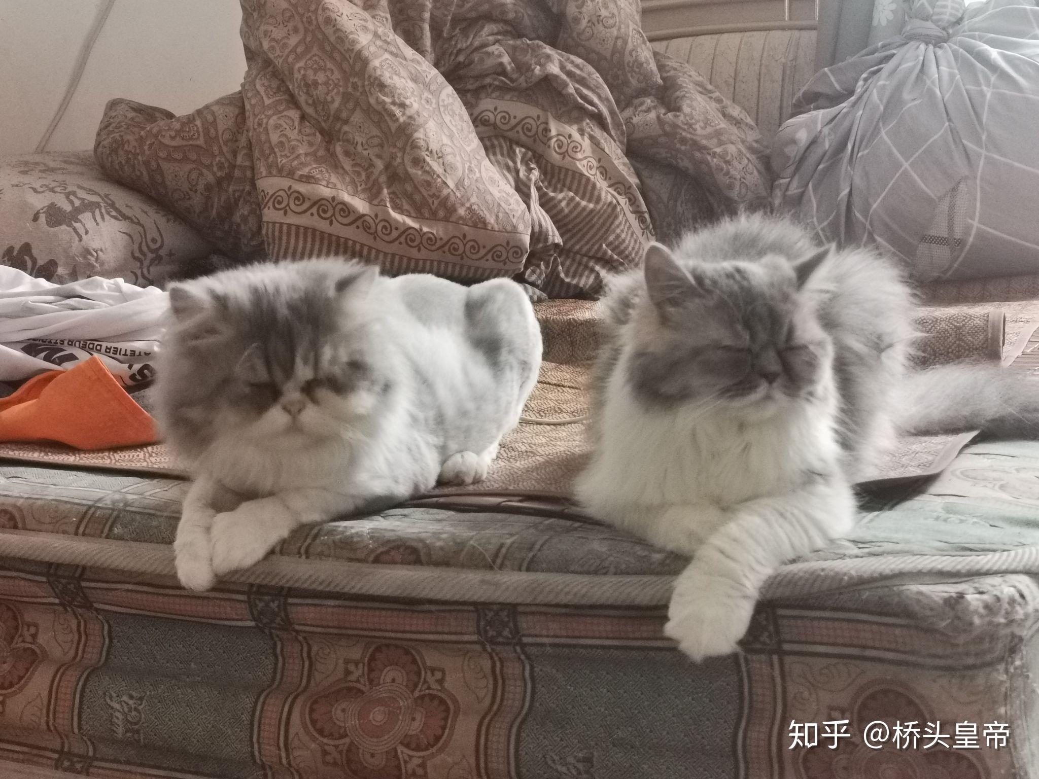 英短和加菲串的长大了会像哪样多点