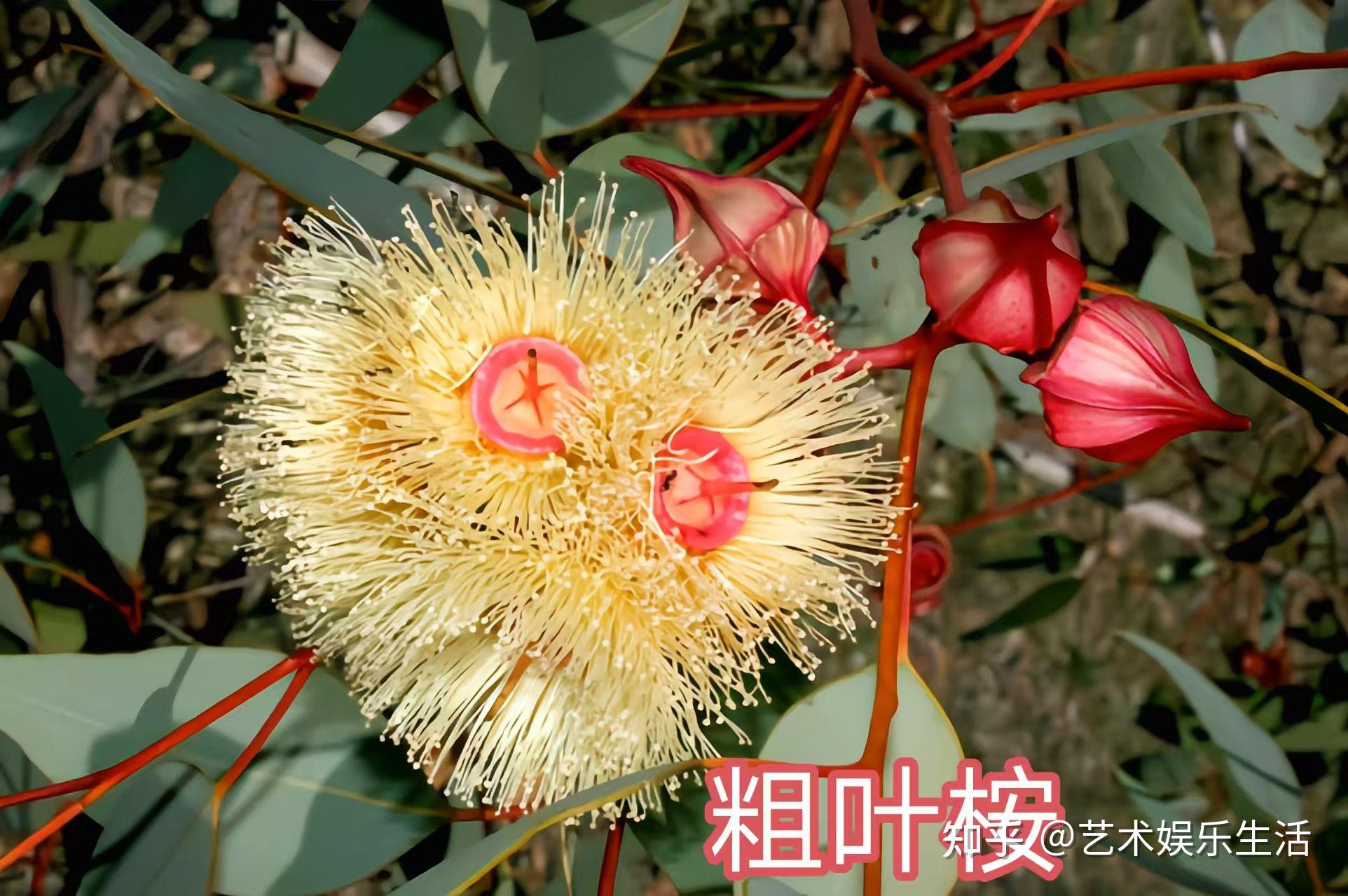 桉树的种类有哪些 - 知乎