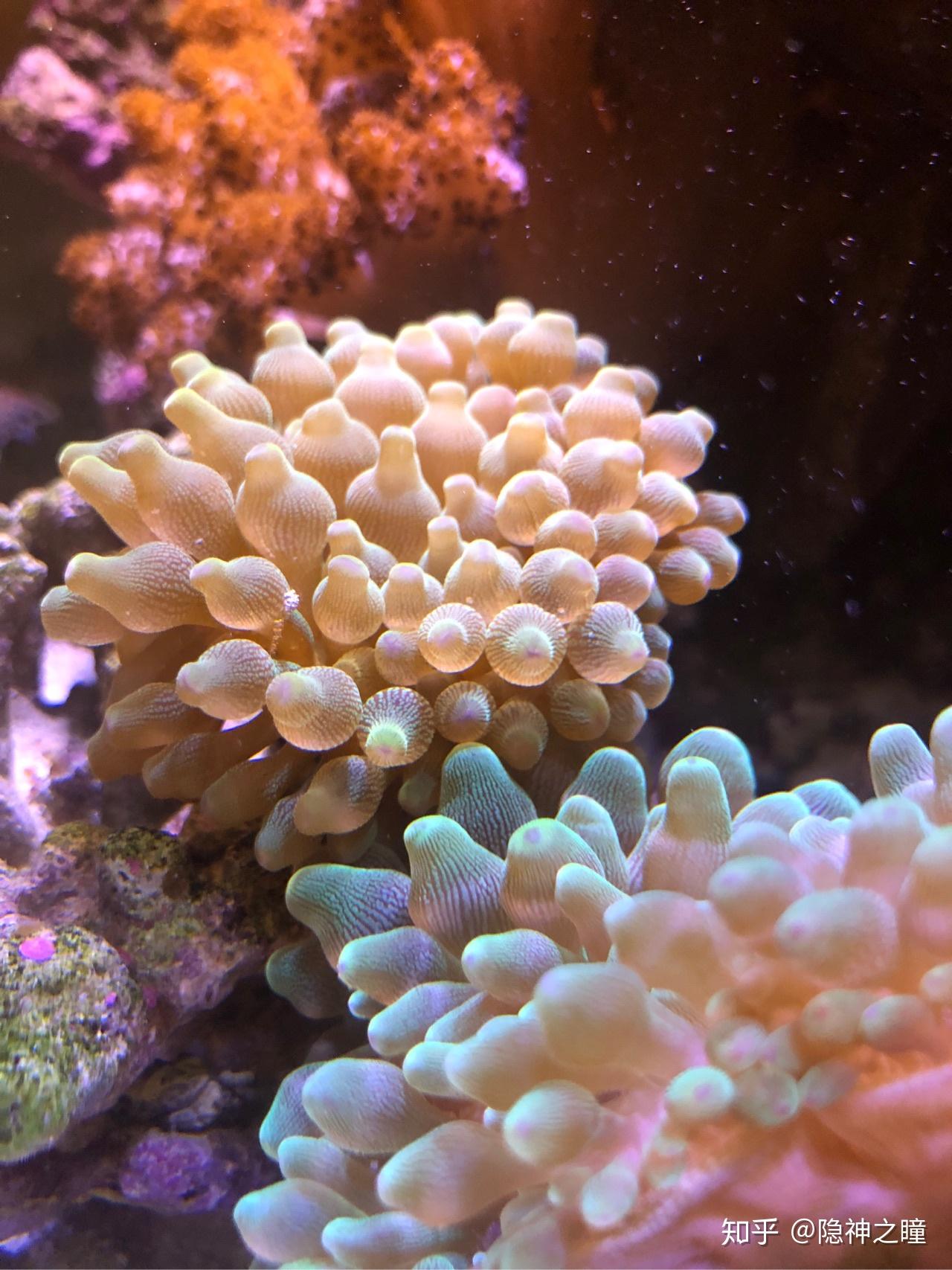 养了一条黄金鲷可是它把缸里其他好多的鱼都咬死了我现在把它囚禁在一