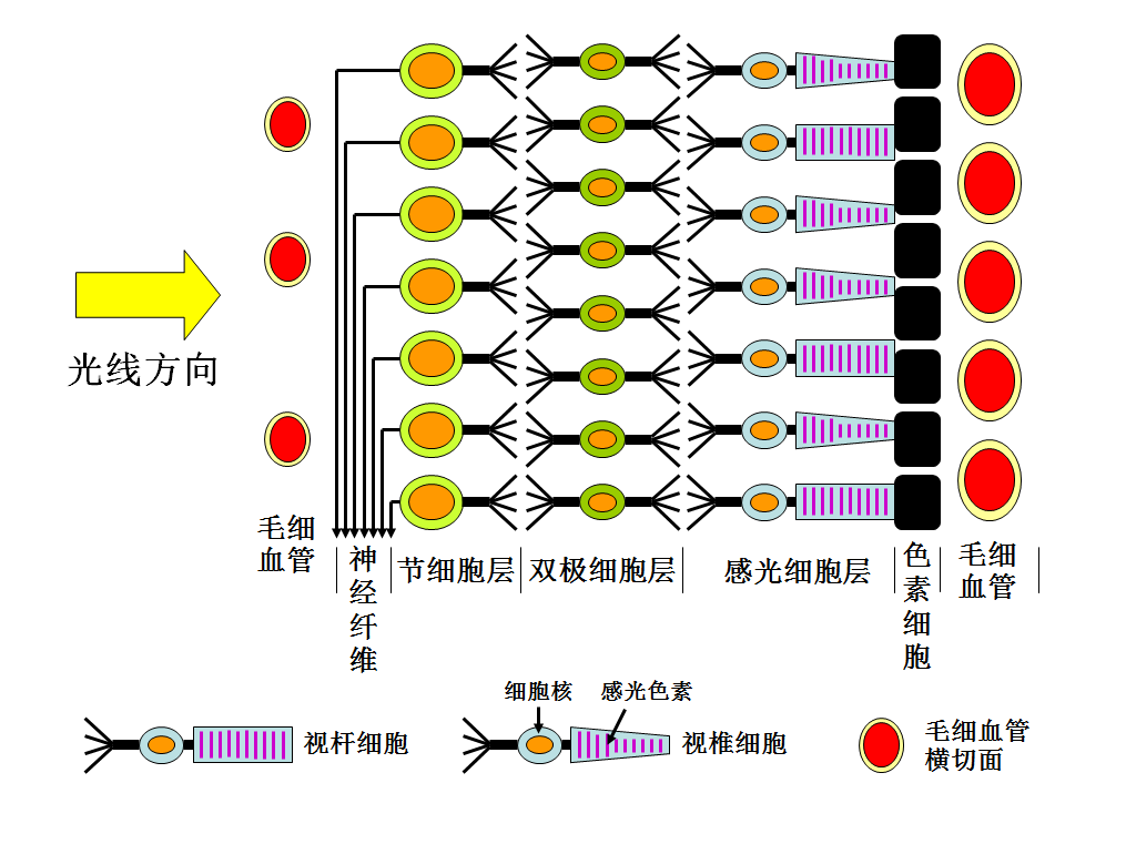 什么是思维科学 v2-dc119122bc27790f1184db0c6d3de307_r.jpg