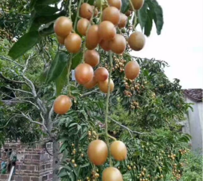 在南方农村几乎家家户户的都会种的一种果树——黄皮 - 知乎
