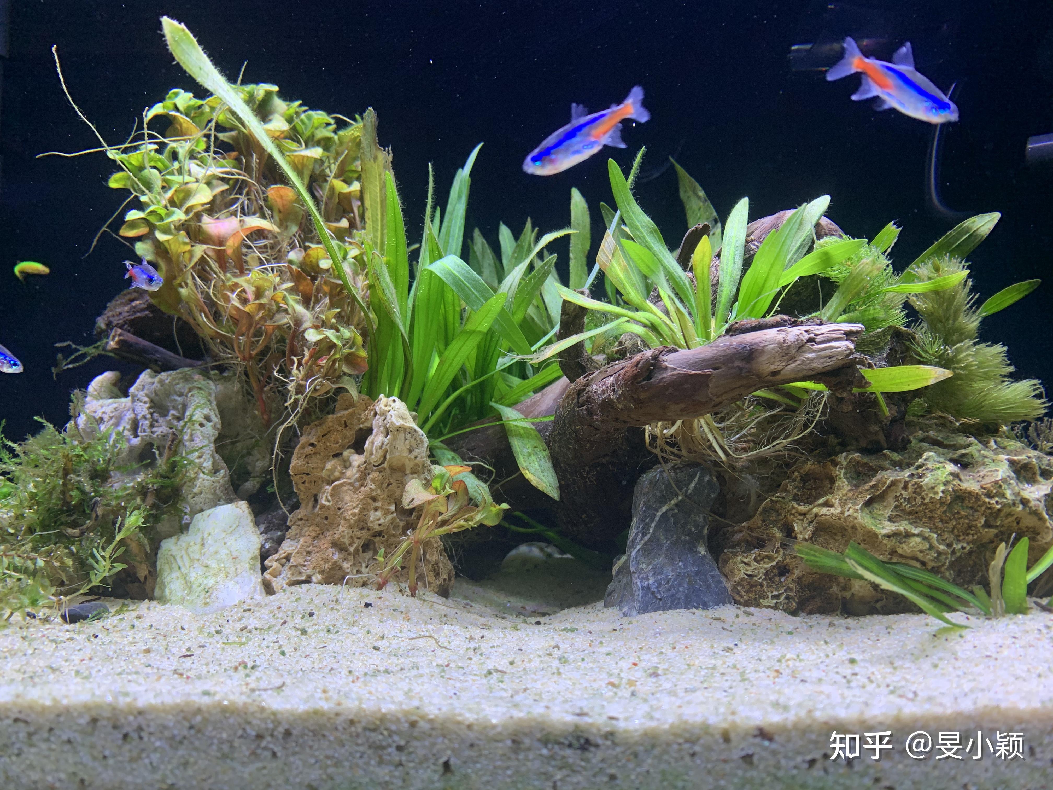 60cm45cm45cm魚缸造景草缸養小形熱帶魚怎麼開缸預算600到1000