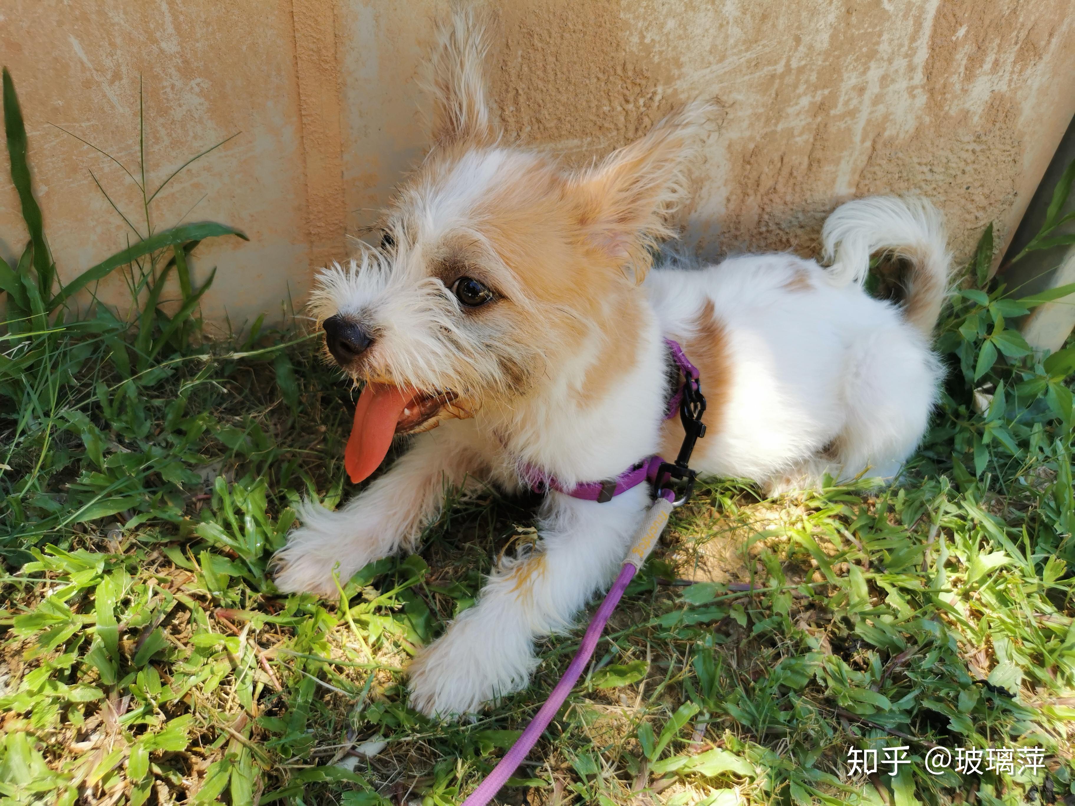 柯基和雪纳瑞的串什么样黄色的?