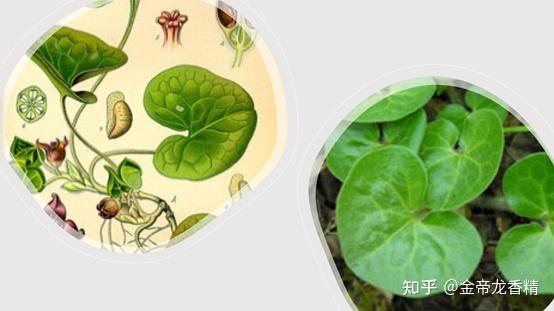 香精与香料(101)—蘅薇 - 知乎