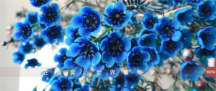 蓝色平头澳洲蜡梅 · 阿凡达之蓝 - 知乎