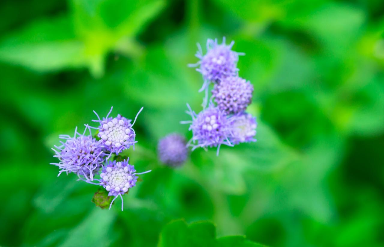4. 阳台植物选择