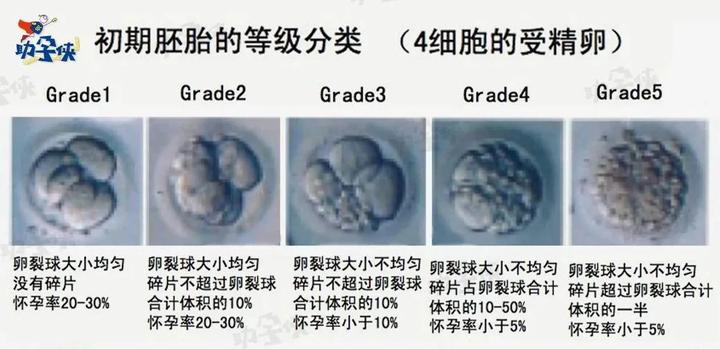 备孕遇上反复不着床&胎停？后续调整思路看这里！ - 知乎