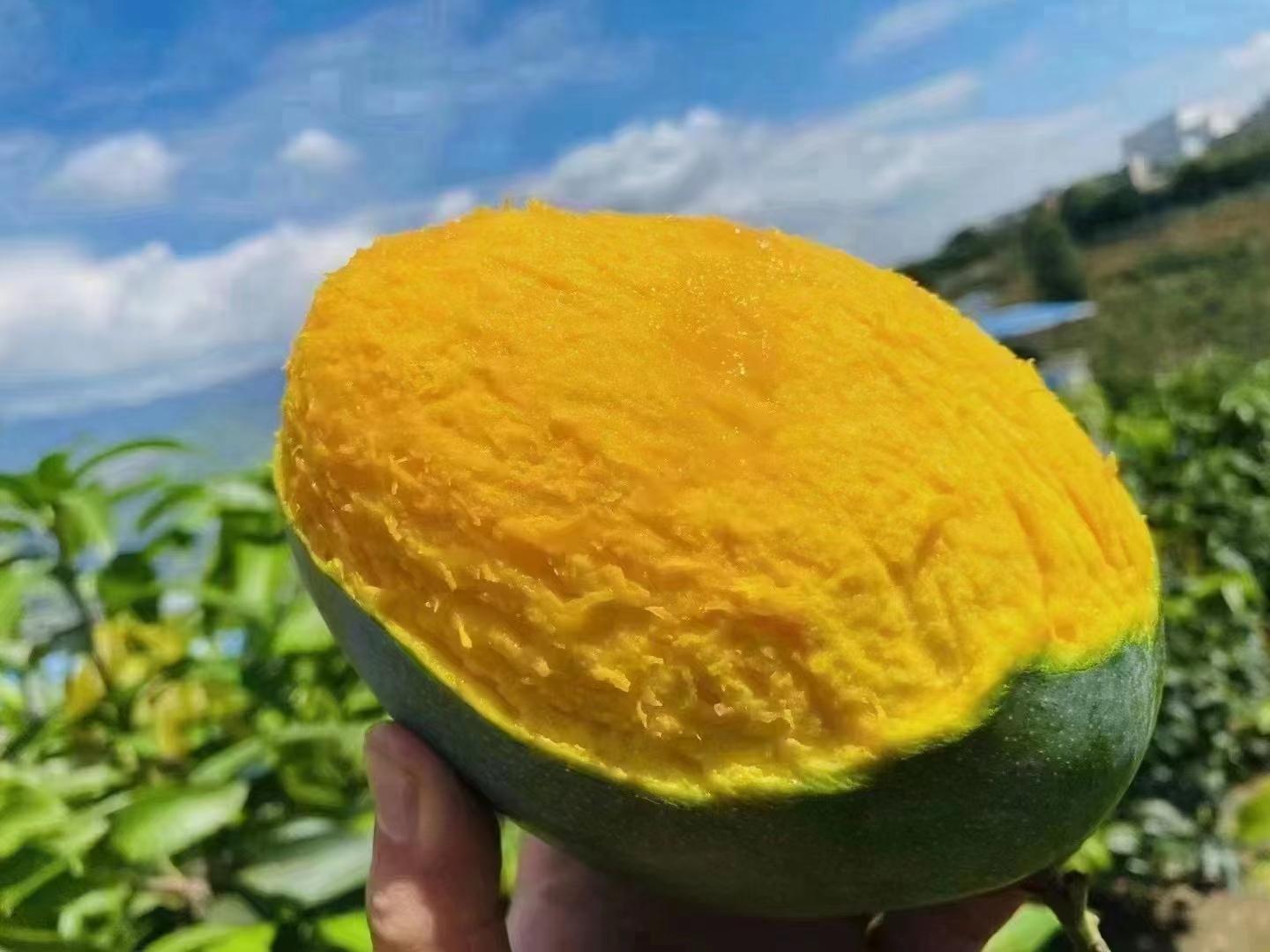 怎么这么多人吃攀枝花水果?攀枝花水果真有那么好吗?攀枝花有哪些好吃的水果?一文详细解答攀枝花水果 - 知乎