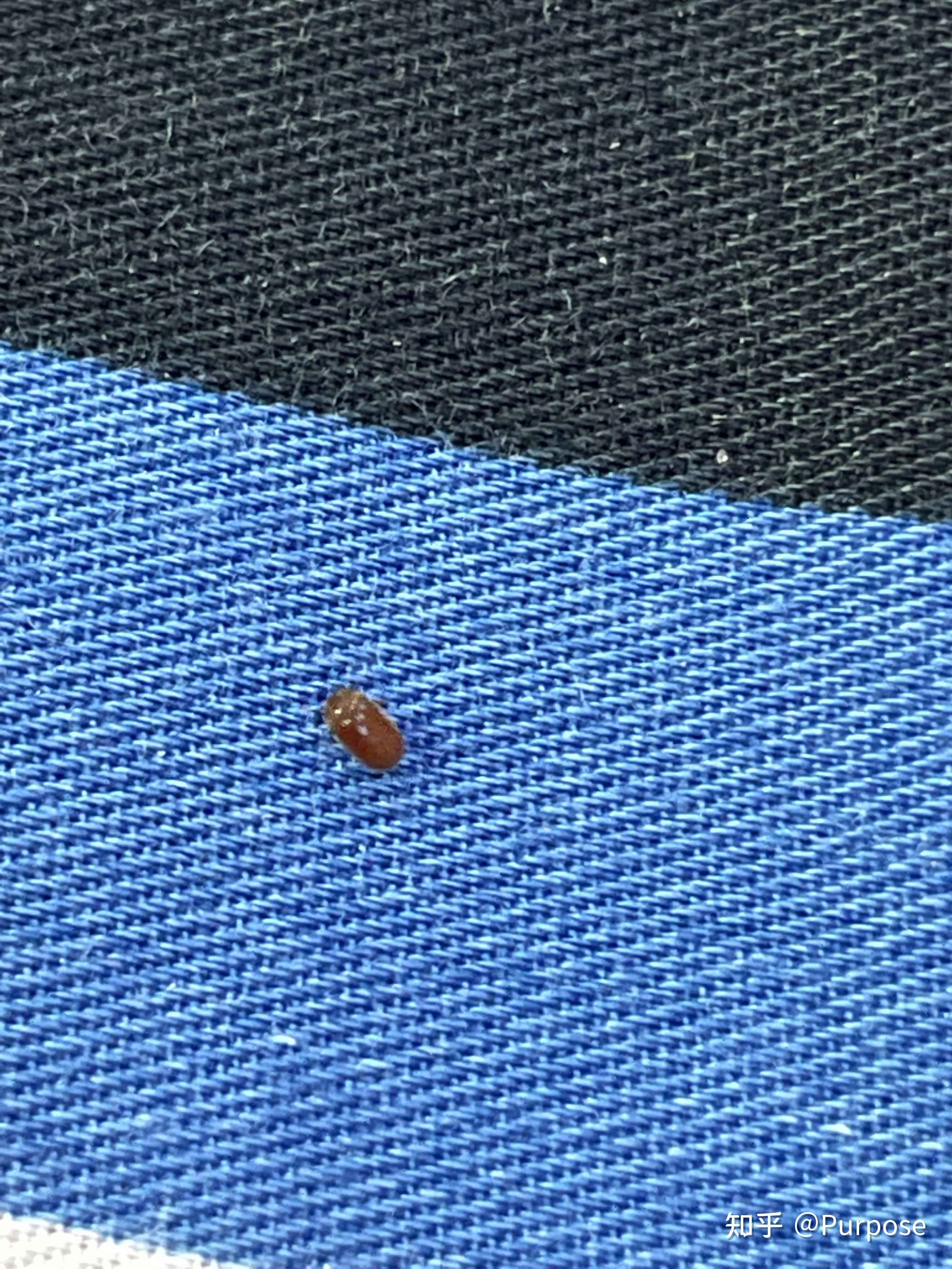 求助这是什么虫子啊床上天花板上都有