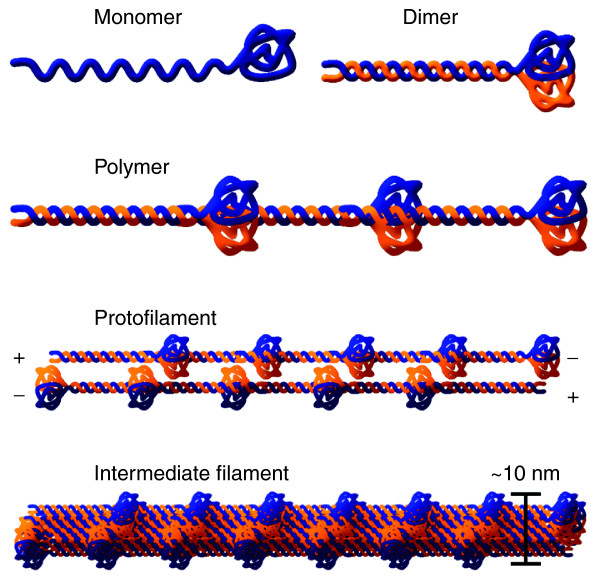 为什么微丝和微管有极性而中间纤维没有是什么原因决定的