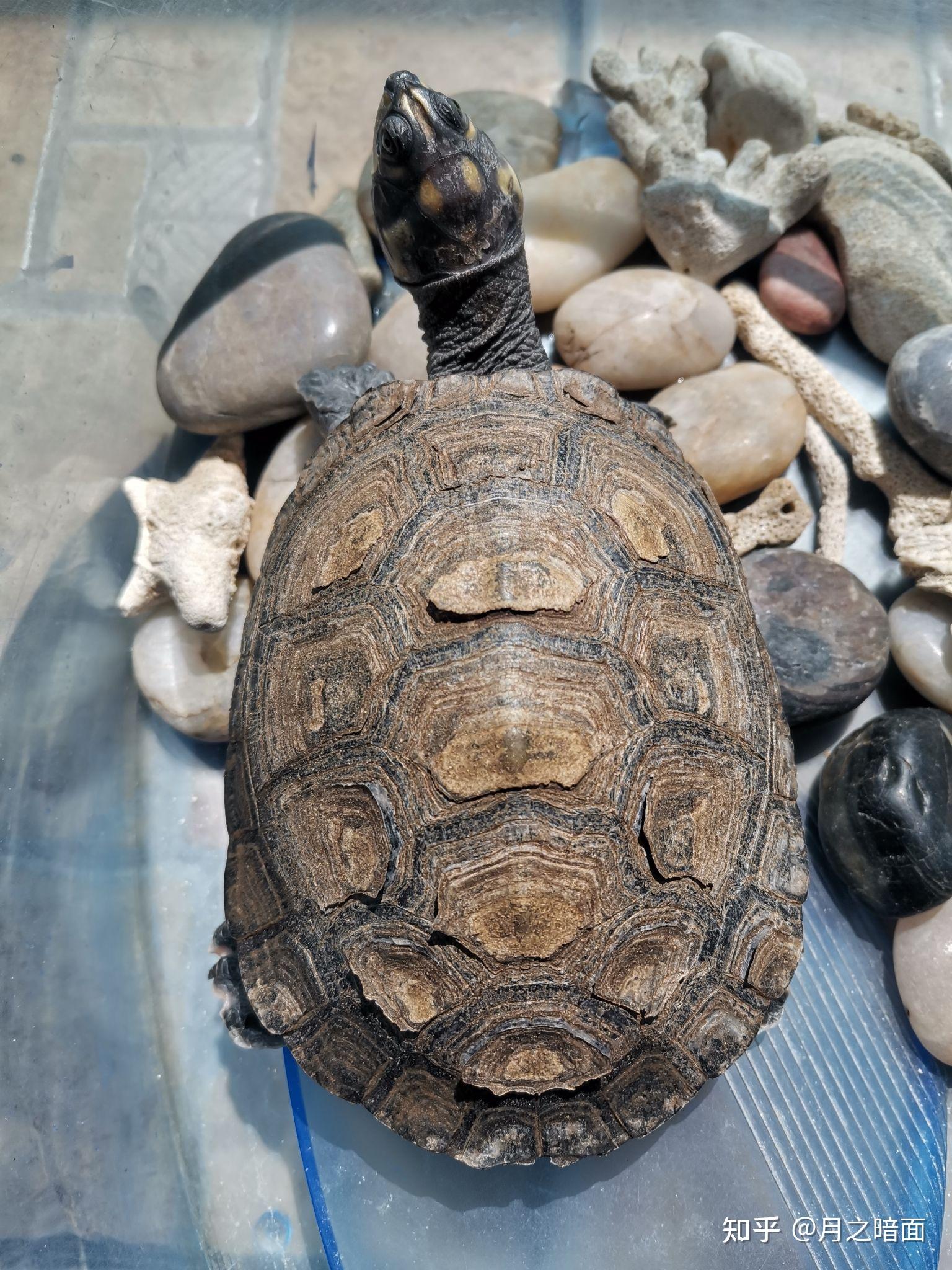 请问黄头侧颈龟龟背有裂痕有几片似已裂开快脱落是什么原因该怎么处理