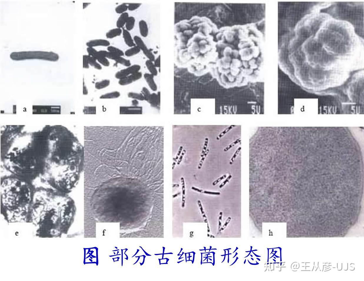 环境微生物之古细菌 - 知乎