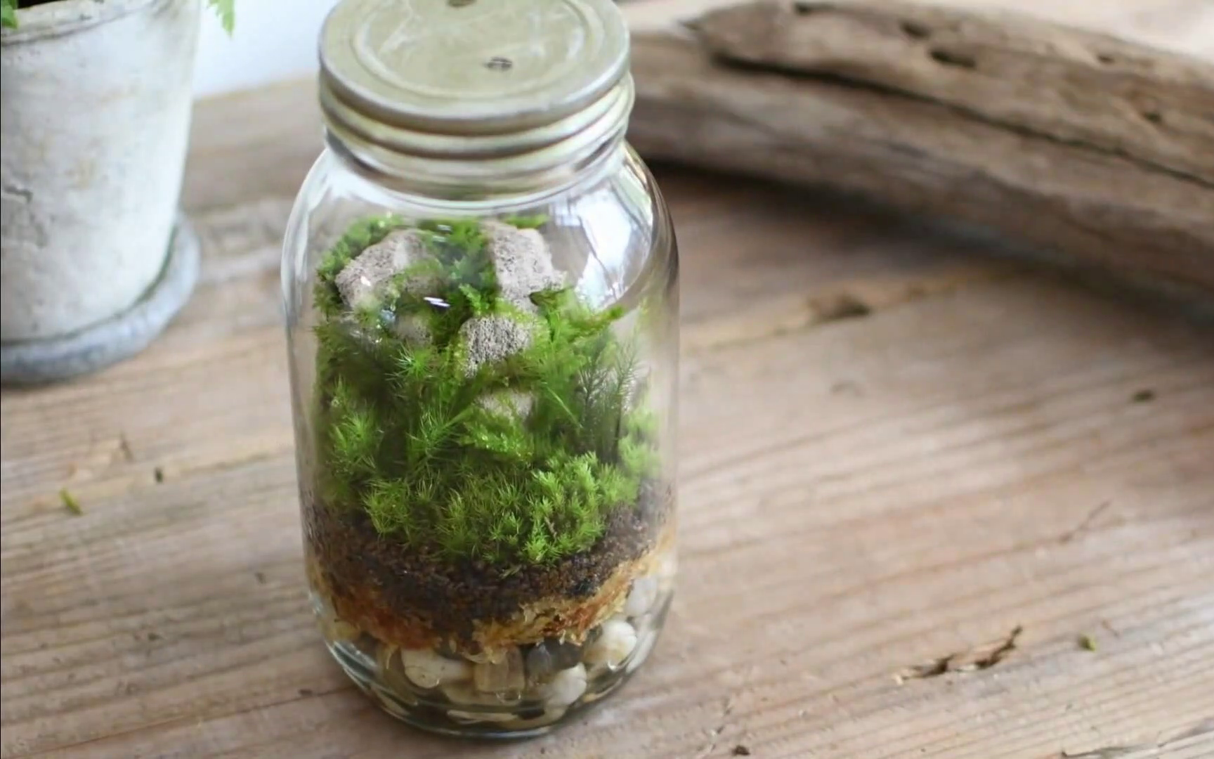 苔藓微景观装在漂流瓶里的自然风景