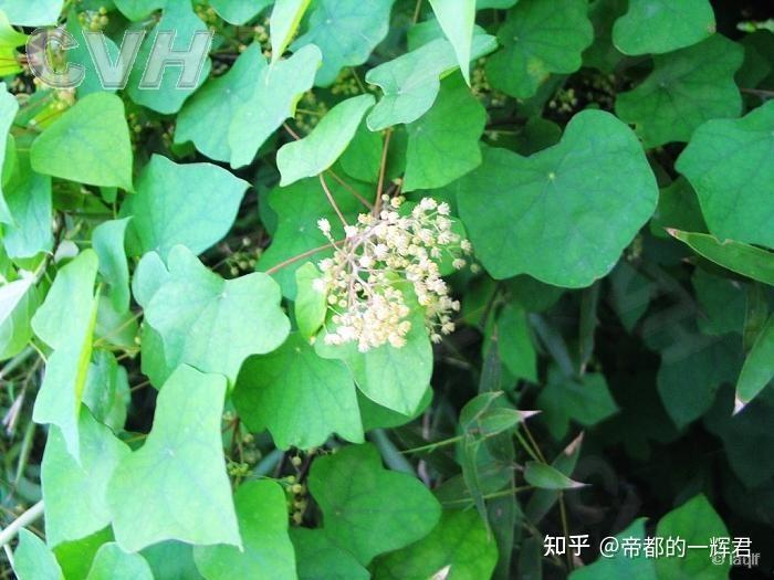 北豆根是什么植物别名都叫什么?