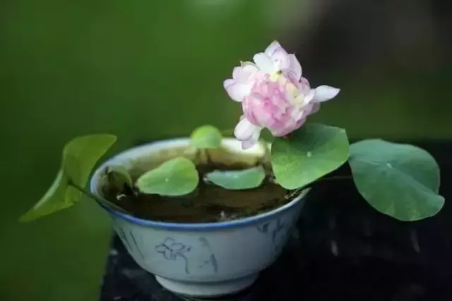 一盆碗莲，清香一夏！超详细碗莲种植方法来了！ - 知乎