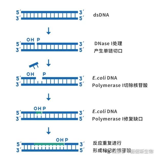 一把能剪断DNA的