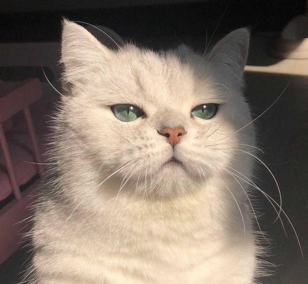 有没有看上去酷酷的男生猫头像