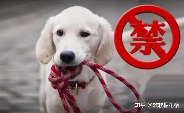 重庆禁养犬2022图片