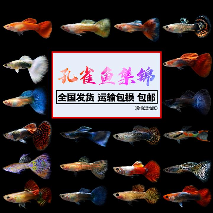 鱼多久能生完小鱼 v2-dd2f3c85babb27613fc0e52708be12e2_720w.jpg?source=12a79843