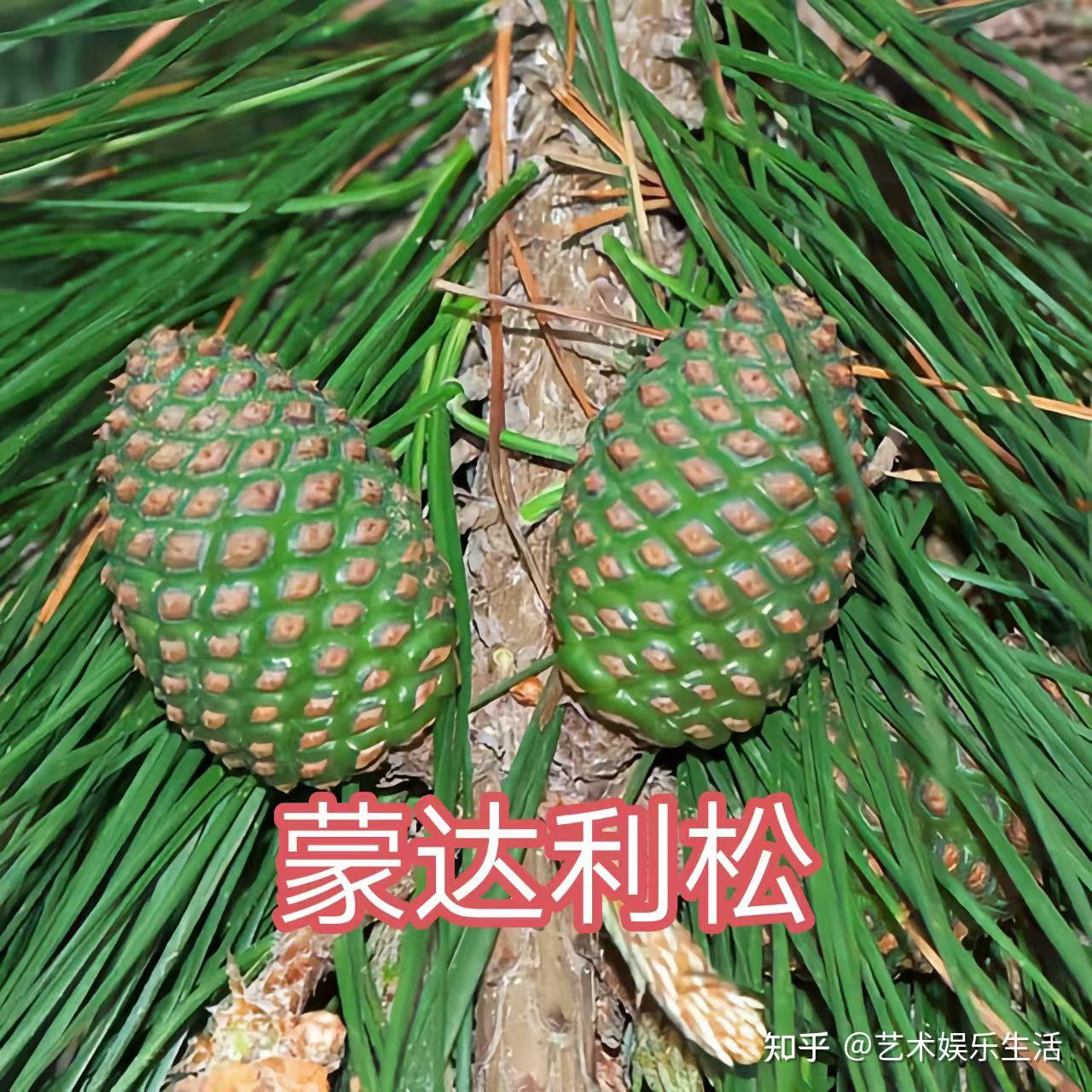 215种松科植物,最长寿的狐尾松已经活了4800岁 - 知乎