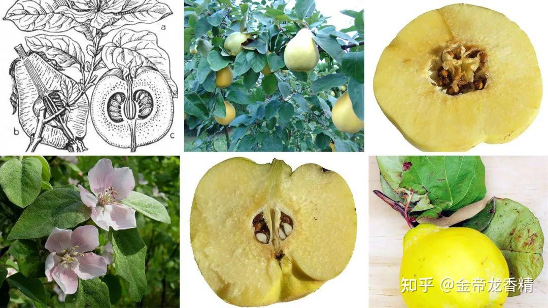 香精与香料(100)—榅桲 - 知乎