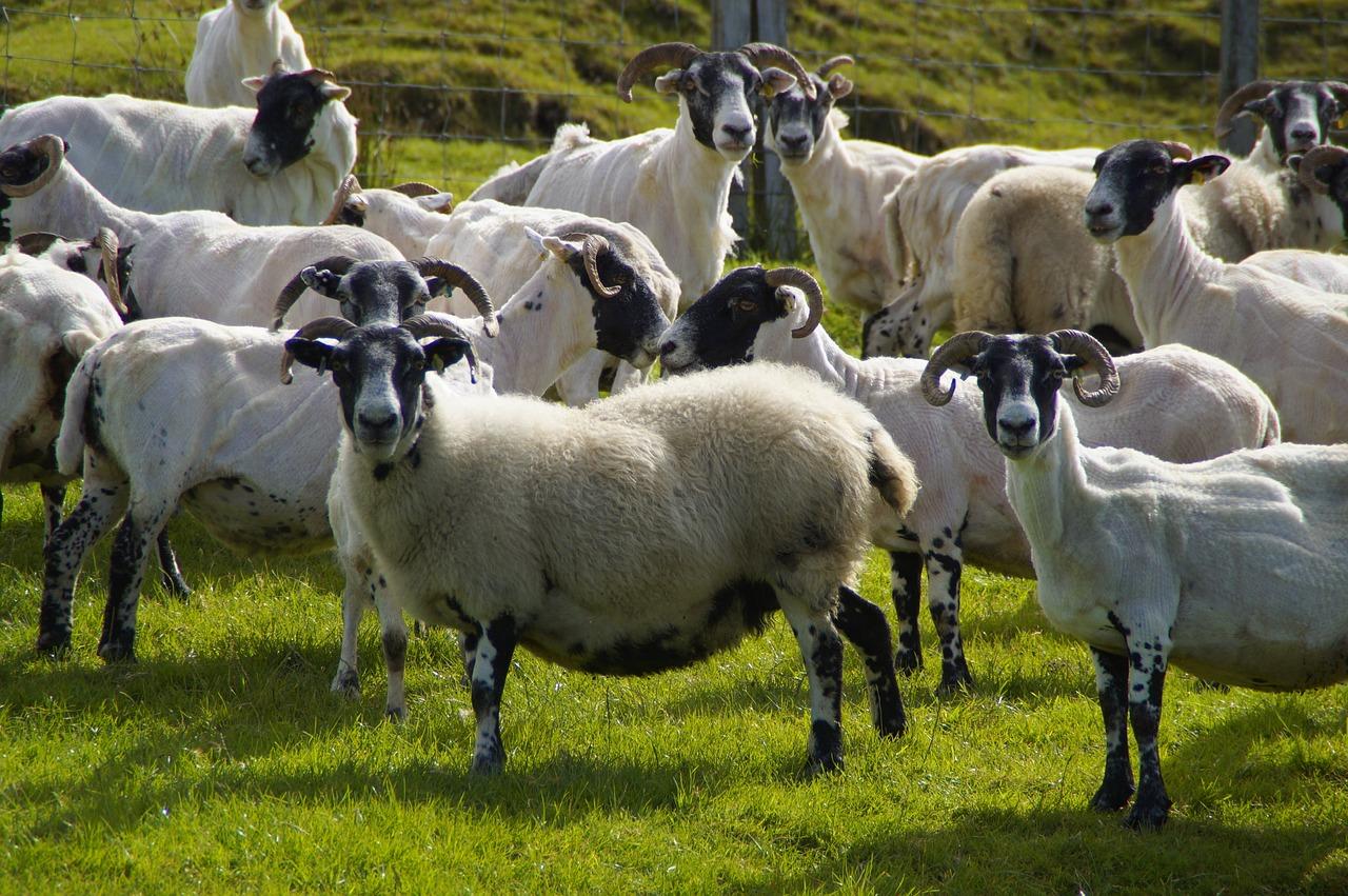 属羊的人养殖什么好