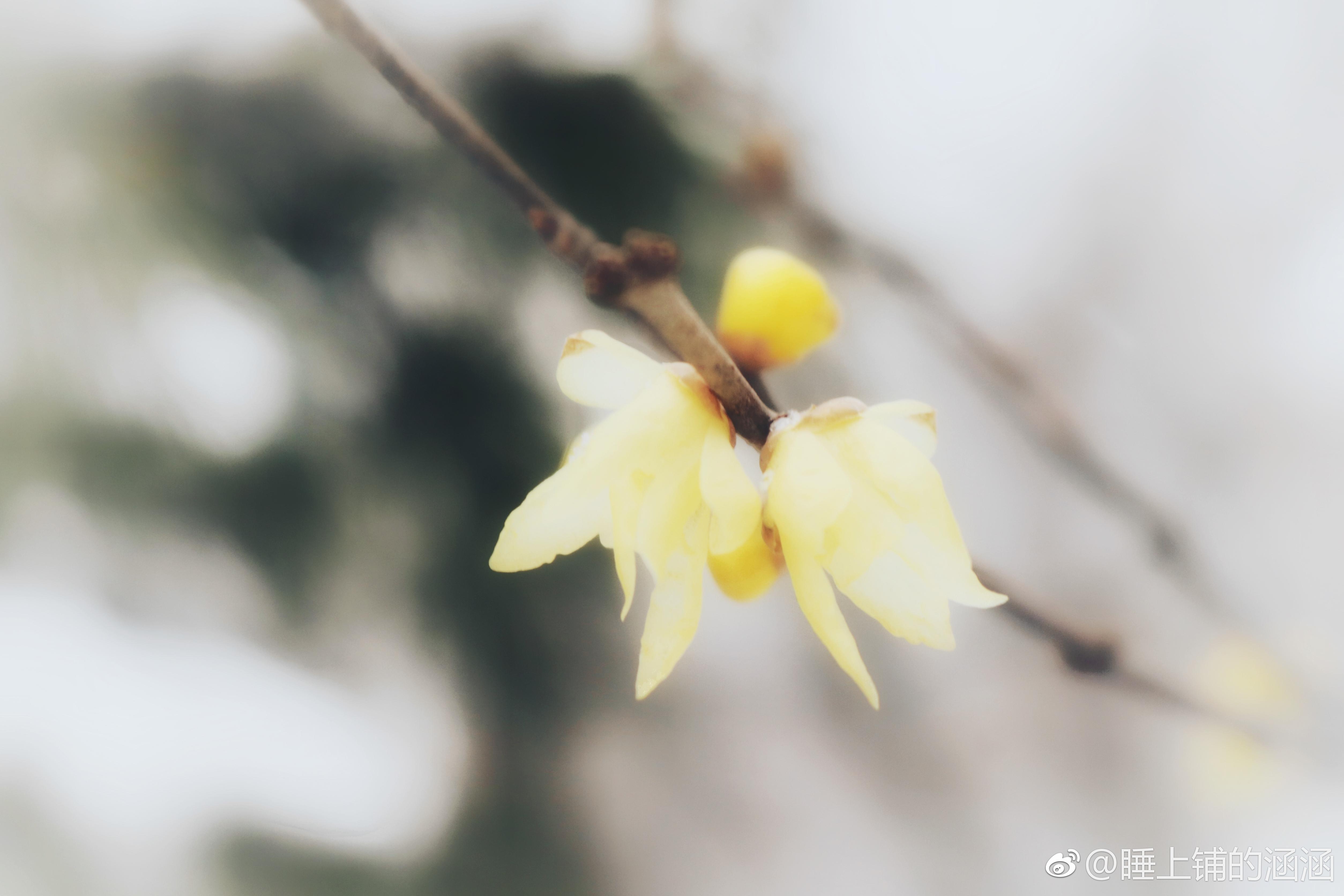 杂记——踏雪寻梅 - 知乎