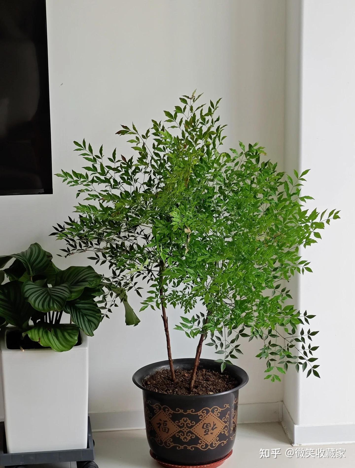 南天竹：家居风水中的吉祥植物，寓意长寿与子孙满堂 - 知乎