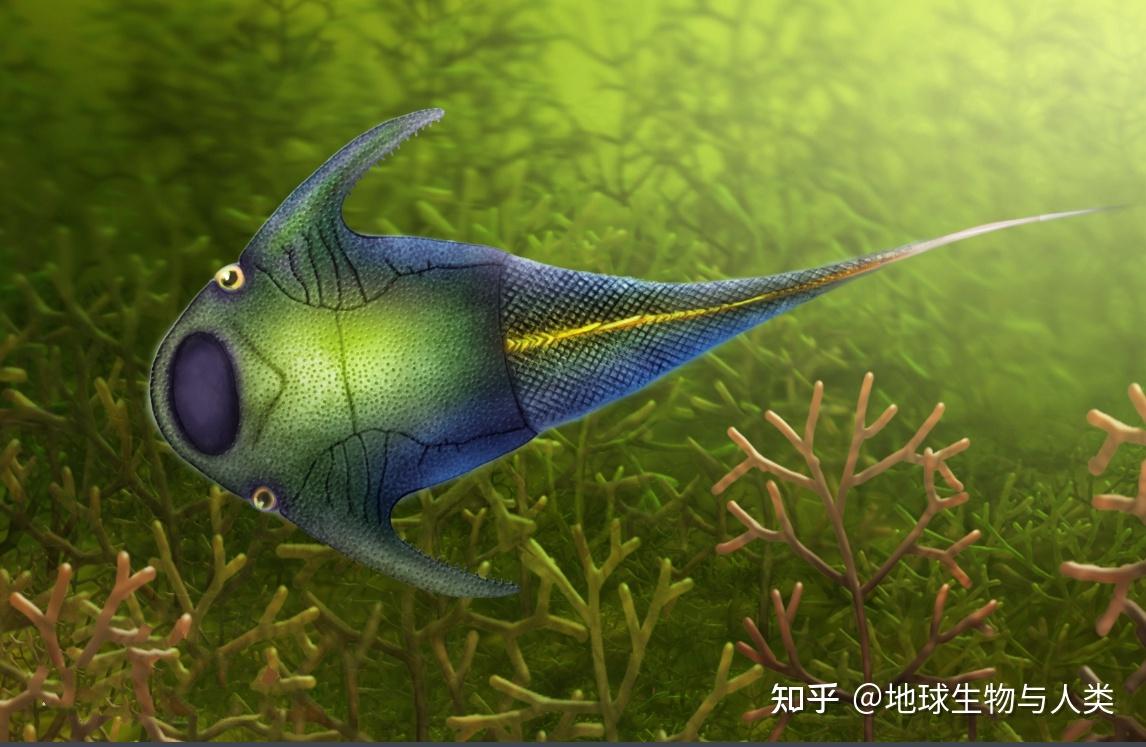 【鱼类全系列】无颌总纲—盔甲鱼纲 - 知乎