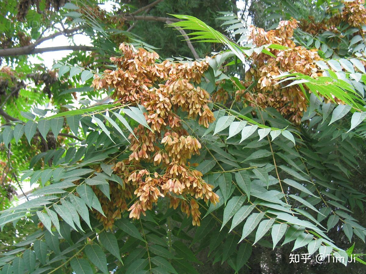 《诗经·豳风·七月》解说(六) - 知乎