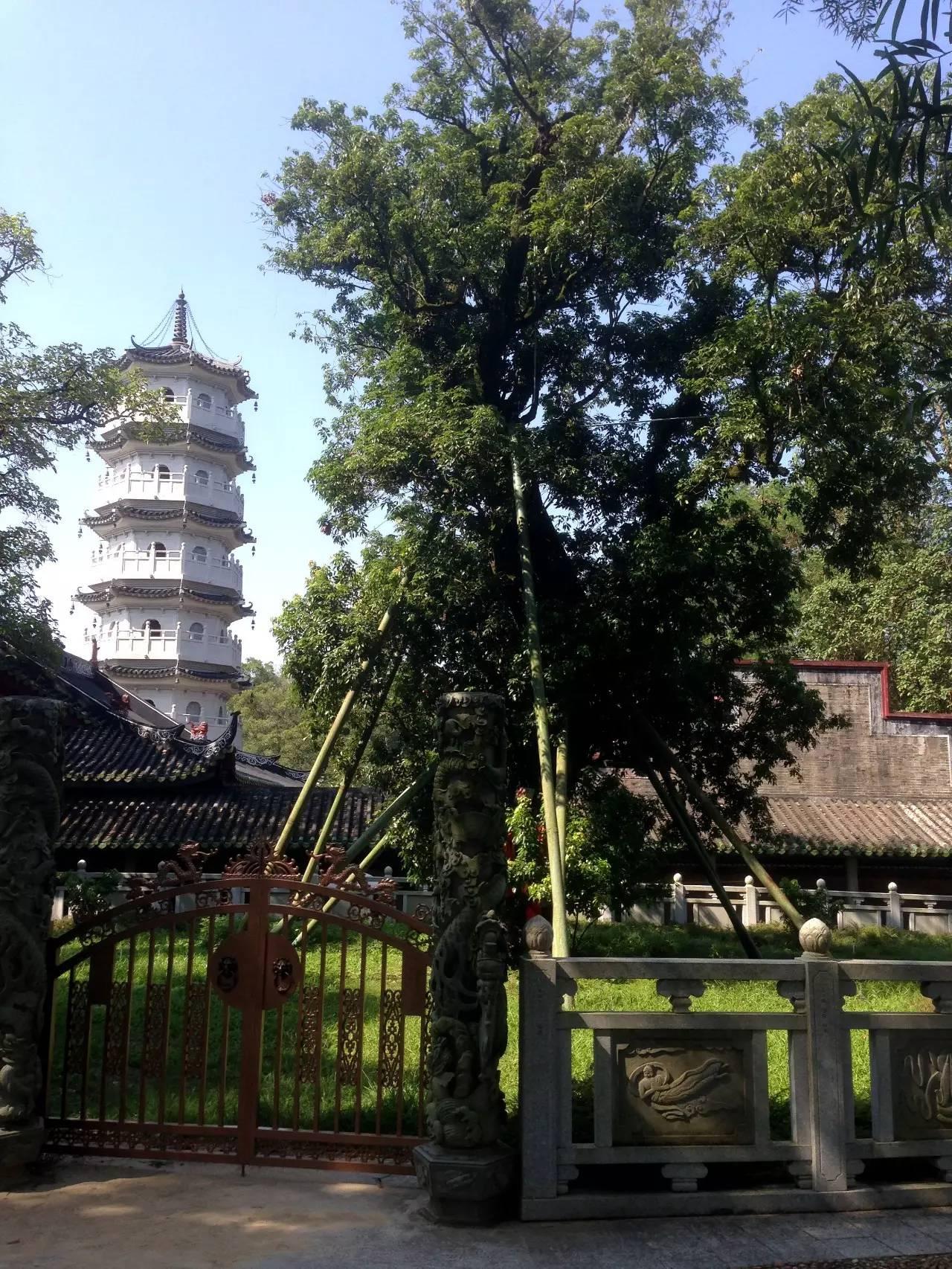 六祖惠能真身千年不壞至今供奉在廣東韶關南華寺大師圓寂後真身不壞