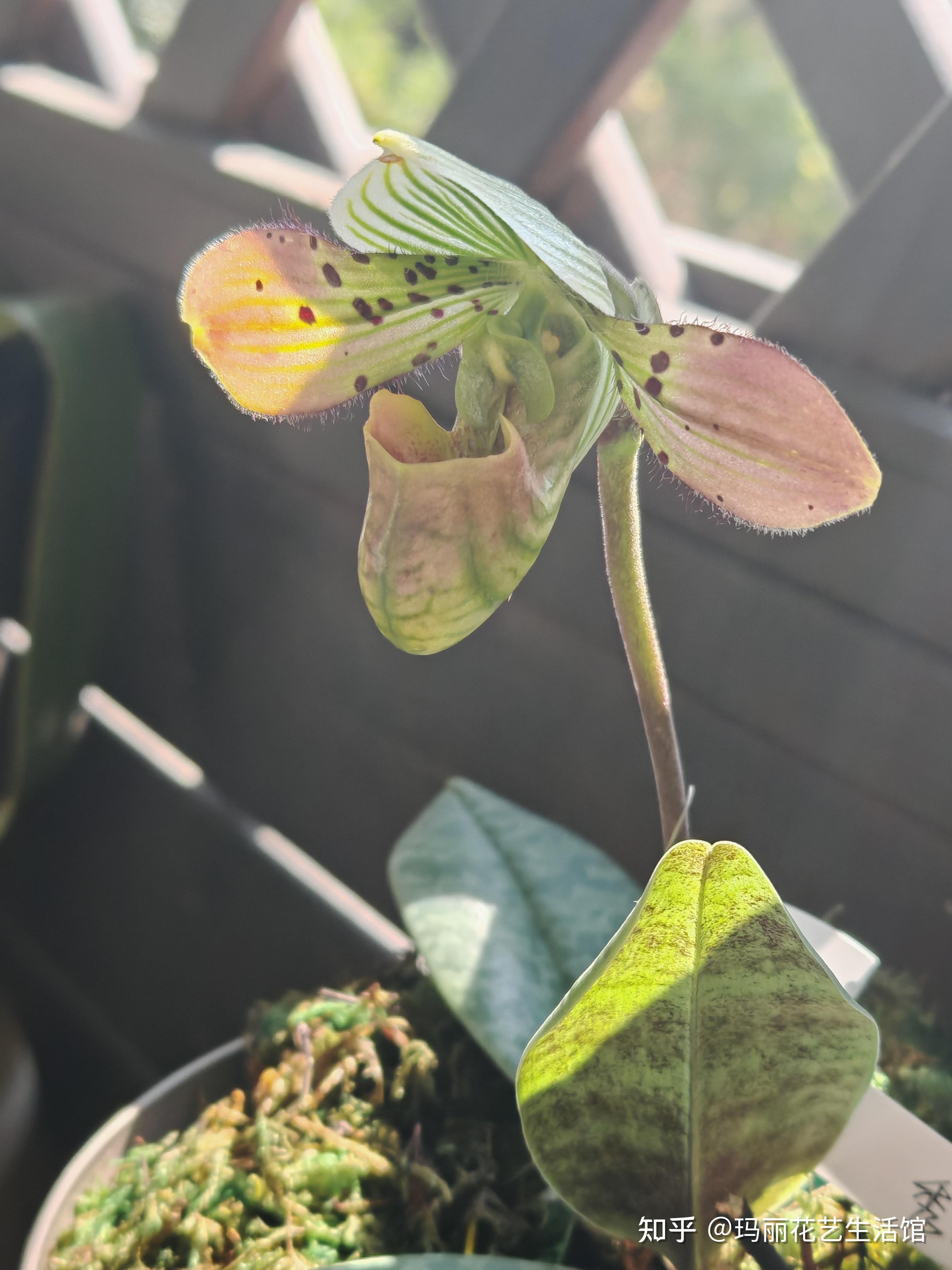 10种常见的兜兰品种,外形奇特,可可爱爱 - 知乎
