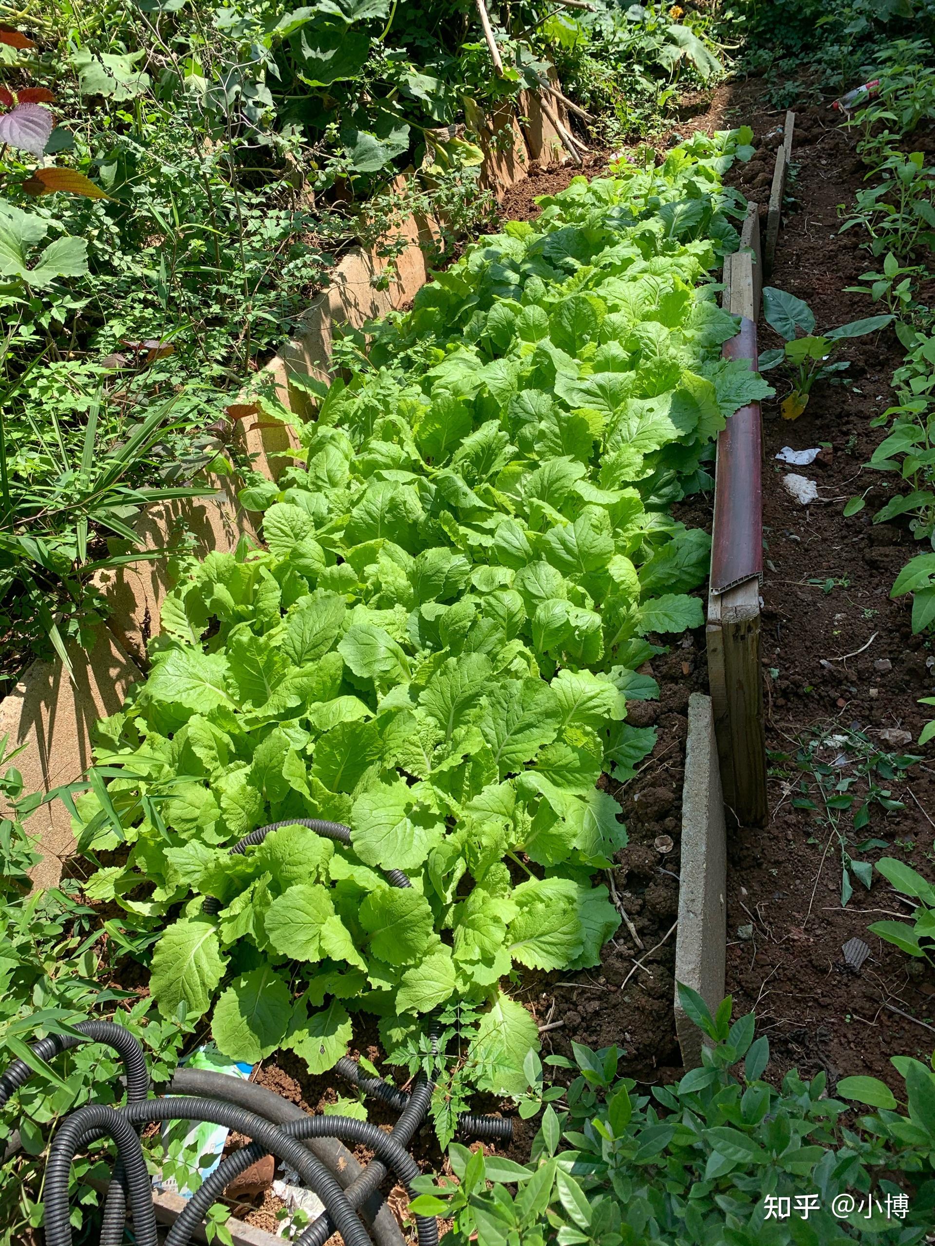 为什么中国人对在家种菜这么执着很多人都想把阳台和花园都变成菜园地