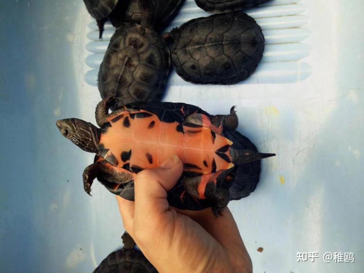 常见的宠物龟品种有哪些？ - 知乎