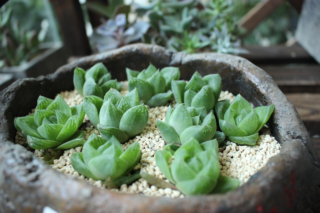 4. 肥料施用时机