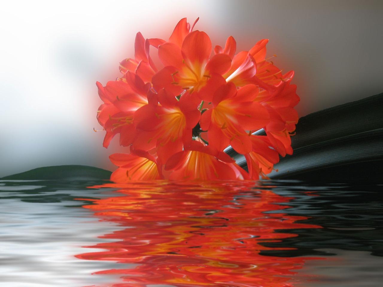 君子兰烂心如何救活