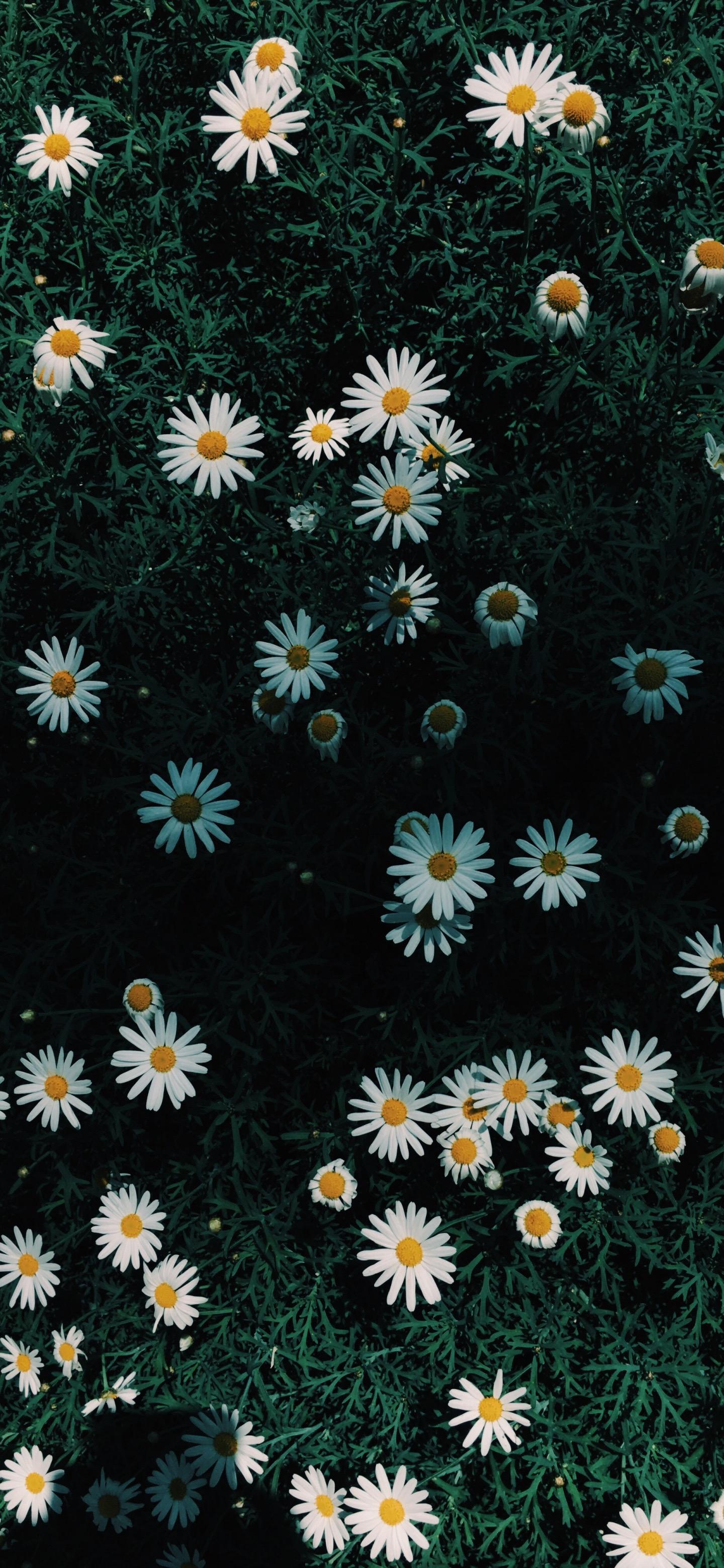 有哪些超绝的雏菊壁纸或者图片