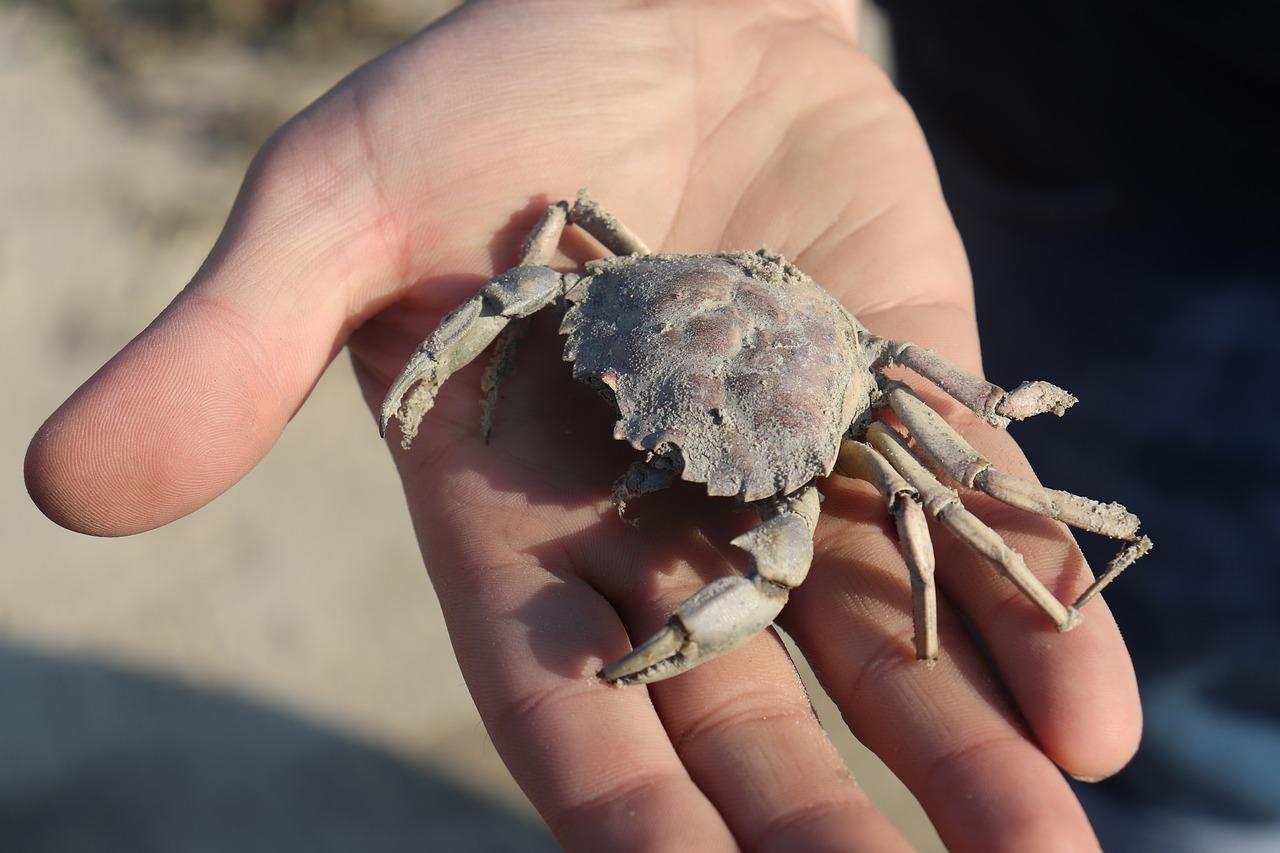 2. 东海香价格查询